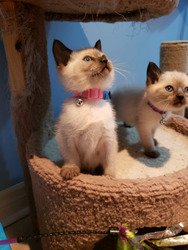 Seal point Siamese kittens