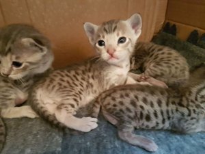 Tica geregistreerde Savannah Kittens - 0