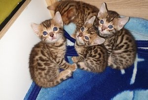 Bengal Kittens tica Ingeschreven mogelijk Voor nieuwe thuis - 0