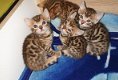 Bengal Kittens tica Ingeschreven mogelijk Voor nieuwe thuis - 0 - Thumbnail