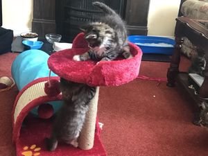 Maine Coon-kittens - 0