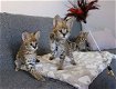 Gezonde serval kittens voor herplaatsing - 0 - Thumbnail