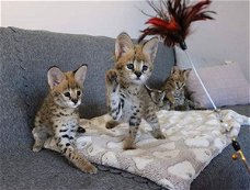 Gezonde serval kittens voor herplaatsing