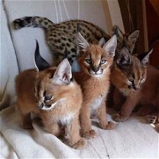 prachtige Caracal kittens 3 jongens en 2 meisjes