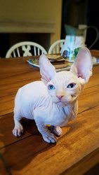 Mooie sphynx kittens - 0