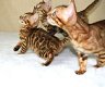 Verbluffende Tica Bengal Kittens - 0 - Thumbnail