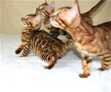 Verbluffende Tica Bengal Kittens