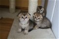 Schotse vouwen kittens te koop - 0 - Thumbnail