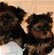 Lieve yorkshsire terrier-puppy's te koop - 0 - Thumbnail