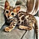 Leuke Bengaalse kittens beschikbaar voor een nieuw huis - 0 - Thumbnail