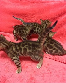 Stamboom Bengaalse kittens