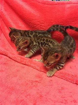Schattige Bengalen mannelijke en vrouwelijke kittens - 0