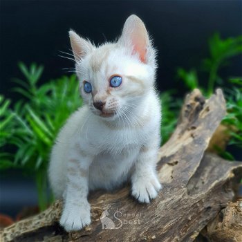 Kruis Bengaalse kittens blauwe ogen - 0