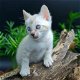 Kruis Bengaalse kittens blauwe ogen - 0 - Thumbnail