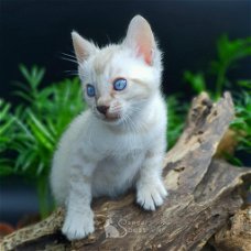 Kruis Bengaalse kittens blauwe ogen