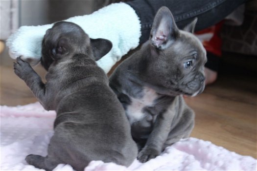 bulldogs pups te bieden - 1