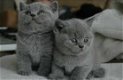 mooie britse korthaar kittens - 0 - Thumbnail
