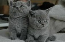 mooie britse korthaar kittens