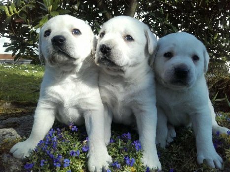 Labrador Retriever Puppies te koop - 0