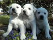 Labrador Retriever Puppies te koop - 0 - Thumbnail