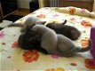 Prachtige Britse Korthaar Kittens - 0 - Thumbnail