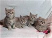 Brits korthaar kittens - 0 - Thumbnail