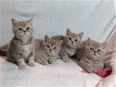 Brits korthaar kittens