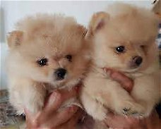 pomeranian  Pups