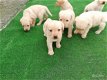 Mooie zwarte en beige Labrador pups. - 0 - Thumbnail