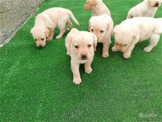 Mooie zwarte en beige Labrador pups.