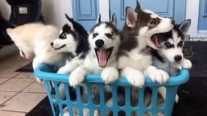 Super schattige husky pups - 0