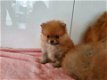 pomeranian dwergkees zwergspitz pomeriaan - 0 - Thumbnail