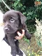 prachtig nestje Labrador pups - 0 - Thumbnail