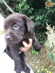 prachtig nestje Labrador pups