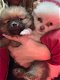 Mooie pomeranian pups te koop - 0 - Thumbnail