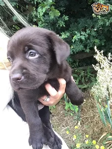  Schattige Labrador Retrievers Pups Beschikbaar