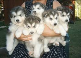 Husky pups - 0