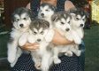 Husky pups - 0 - Thumbnail