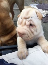 Shar pei puppy's