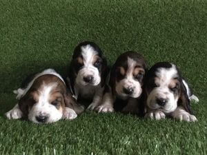 Mooie Basset Hound-puppy's - 0