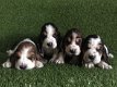 Mooie Basset Hound-puppy's - 0 - Thumbnail