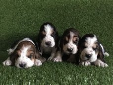 Mooie Basset Hound-puppy's