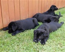 Labrador-puppy's