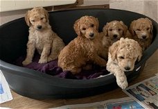 Geregistreerde standaardpoedelpuppy's