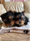 Prachtige Yorkshire Terrier-puppy's - 0 - Thumbnail