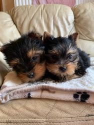 Prachtige Yorkshire Terrier-puppy's