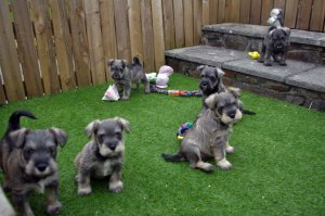 Dwergschnauzers pups jongens en meisjes beschikbaar - 0
