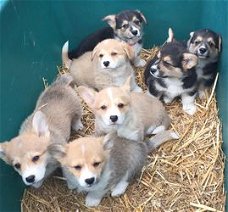 Welsh Pembroke Corgis-puppy's