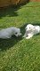 maltese puppy's - 0 - Thumbnail