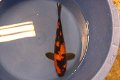 Japan Koi Hirasawa Nisai 30-40 cm - 0 - Thumbnail